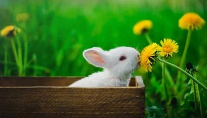 星空体育在线-英雄联盟韩服天梯排名洗牌中国选手表现抢眼，英雄联盟韩服最新排名